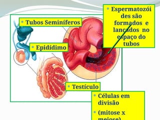  Espermatozói
des são
formados e
lançados no
espaço do
tubos
 Células em
divisão
 (mitose x
 Testículo
 Epidídimo
 Tubos Seminíferos
 