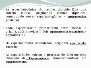  As espermatogônias são células diploide (2n), que
sofrem mitose, originando células diploides,
constituindo novas espermatogônias – espermatócitos
primários;
 Cada espermatócito primário(2n) sofre meiose e
origina, após a meiose I, dois espermatócitos secundários –
haploides (n);
 Os espermatócitos secundários, originam espermátides
haploides;
 As espermátides sofrem o processo de diferenciação
chamado de Espermiogênese, transformando-se em
espermatozóides.
 