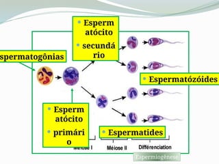  Esperm
atócito
 secundá
rio
 Espermatides
 Espermatózóides
spermatogônias
 Esperm
atócito
 primári
o
Espermiogênese
 