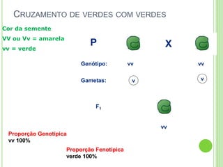 XP
F1
vv
vv vvGenótipo:
Gametas: v v
CRUZAMENTO DE VERDES COM VERDES
Cor da semente
VV ou Vv = amarela
vv = verde
Proporção Genotípica
vv 100%
Proporção Fenotípica
verde 100%
 