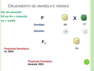 CRUZAMENTO DE AMARELA E VERDES
P
F1
VV vvGenótipo:
Gametas: V v
Vv
Cor da semente
VV ou Vv = amarela
vv = verde
Proporção Genotípica
Vv 100%
Proporção Fenotípica
Amarela 100%
 