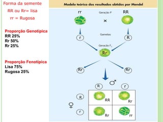 Forma da semente
RR ou Rr= lisa
rr = Rugosa
rr RR
r R
Rr
Rr
Rr
R r
R
r
RR Rr
Rr rr
Proporção Genotípica
RR 25%
Rr 50%
Rr 25%
Proporção Fenotípica
Lisa 75%
Rugosa 25%
 