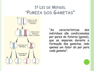 Aula de genética 1 lei de mendel | PPTX