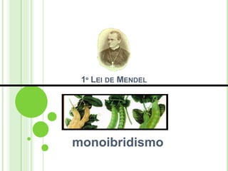 1º LEI DE MENDEL
monoibridismo
 