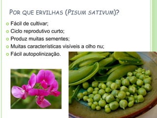 POR QUE ERVILHAS (PISUM SATIVUM)?
 Fácil de cultivar;
 Ciclo reprodutivo curto;
 Produz muitas sementes;
 Muitas características visíveis a olho nu;
 Fácil autopolinização.
 