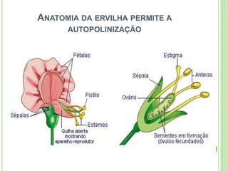 ANATOMIA DA ERVILHA PERMITE A
AUTOPOLINIZAÇÃO
 