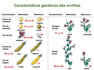 Características genéticas das ervilhas
RR ou Rr
RR ou Rr
VV ou Vv
AA ou Aa
BB ou Bb
TT ou Tt
BB ou Bb
rr
bb
bb
rr
aa
vv
tt
 