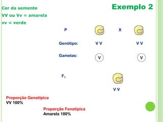 P
Gametas:
V V
Genótipo: V V V V
F1
V V
X
Exemplo 2Cor da semente
VV ou Vv = amarela
vv = verde
Proporção Genotípica
VV 100%
Proporção Fenotípica
Amarela 100%
 