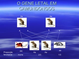 O GENE LETAL EM
              CAMUNDONGOS
                  Aa                           Aa




              A        a                   A        a




              AA                                    aa
Proporção                  Aa         Aa
fenotípica   morre              2/3                 1/3
 