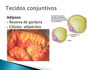 Adiposo
 Reserva de gordura
 Células: adipócitos
 