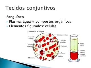 Sanguíneo
 Plasma: água + compostos orgânicos
 Elementos figurados: células
 