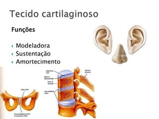 Funções

   Modeladora
   Sustentação
   Amortecimento
 