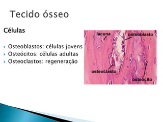 Células

   Osteoblastos: células jovens
   Osteócitos: células adultas
   Osteoclastos: regeneração
 