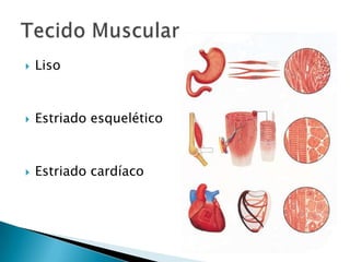    Liso



   Estriado esquelético



   Estriado cardíaco
 