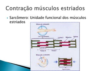    Sarcômero: Unidade funcional dos músculos
    estriados
 