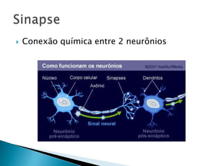    Conexão química entre 2 neurônios
 