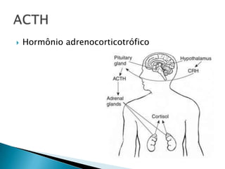    Hormônio adrenocorticotrófico
 