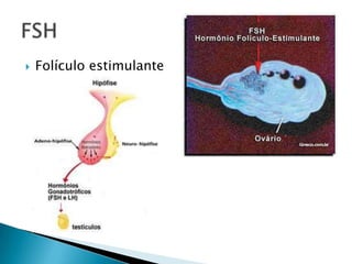    Folículo estimulante
 
