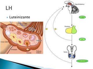    Luteinizante
 