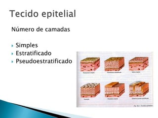 Número de camadas

   Simples
   Estratificado
   Pseudoestratificado
 