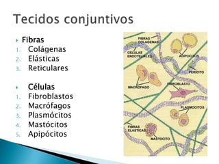  Fibras
1. Colágenas
2. Elásticas
3. Reticulares


    Células
1.   Fibroblastos
2.   Macrófagos
3.   Plasmócitos
4.   Mastócitos
5.   Apipócitos
 