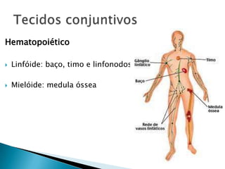 Hematopoiético

   Linfóide: baço, timo e linfonodos

   Mielóide: medula óssea
 