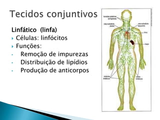 Linfático (linfa)
 Células: linfócitos
 Funções:
•  Remoção de impurezas
•  Distribuição de lipídios
•  Produção de anticorpos
 