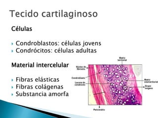Células

   Condroblastos: células jovens
   Condrócitos: células adultas

Material intercelular

   Fibras elásticas
   Fibras colágenas
   Substancia amorfa
 