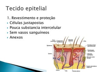 1. Revestimento e proteção
 Células justapostas
 Pouca substancia intercelular
 Sem vasos sanguíneos
 Anexos
 