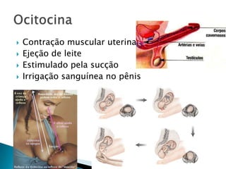    Contração muscular uterina
   Ejeção de leite
   Estimulado pela sucção
   Irrigação sanguínea no pênis
 