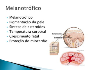    Melanotrófico
   Pigmentação da pele
   Síntese de esteroides
   Temperatura corporal
   Crescimento fetal
   Proteção do miocardio
 