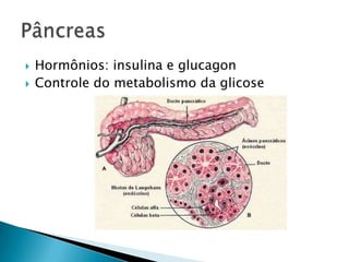    Hormônios: insulina e glucagon
   Controle do metabolismo da glicose
 