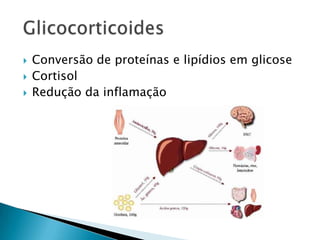    Conversão de proteínas e lipídios em glicose
   Cortisol
   Redução da inflamação
 
