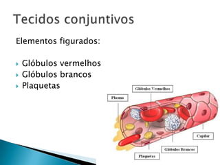 Elementos figurados:

   Glóbulos vermelhos
   Glóbulos brancos
   Plaquetas
 