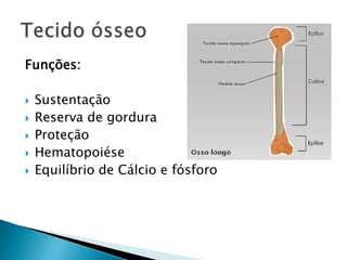 Funções:

   Sustentação
   Reserva de gordura
   Proteção
   Hematopoiése
   Equilíbrio de Cálcio e fósforo
 