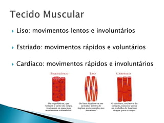    Liso: movimentos lentos e involuntários

   Estriado: movimentos rápidos e voluntários

   Cardíaco: movimentos rápidos e involuntários
 