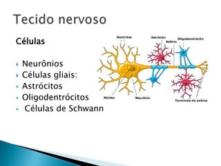 Células

   Neurônios
   Células gliais:
   Astrócitos
   Oligodentrócitos
   Células de Schwann
 