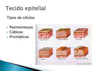 Tipos de células

   Pavimentosas
   Cúbicas
   Prismáticas
 
