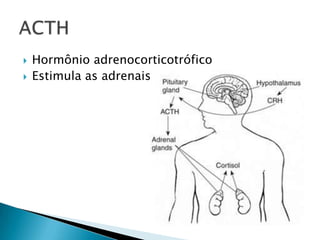    Hormônio adrenocorticotrófico
   Estimula as adrenais
 