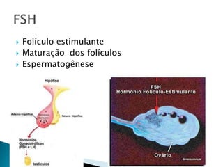    Folículo estimulante
   Maturação dos folículos
   Espermatogênese
 