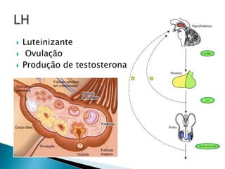    Luteinizante
    Ovulação
   Produção de testosterona
 