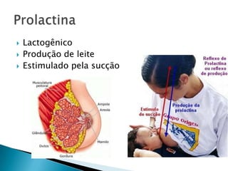    Lactogênico
   Produção de leite
   Estimulado pela sucção
 