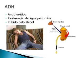    Antidiurético
   Reabsorção de água pelos rins
   Inibido pelo álcool
 