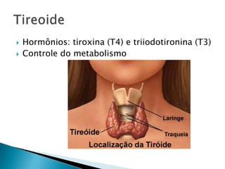    Hormônios: tiroxina (T4) e triiodotironina (T3)
   Controle do metabolismo
 