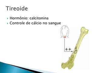    Hormônio: calcitonina
   Controle de cálcio no sangue
 