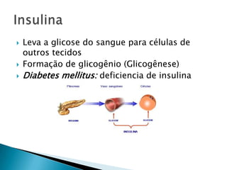    Leva a glicose do sangue para células de
    outros tecidos
   Formação de glicogênio (Glicogênese)
   Diabetes mellitus: deficiencia de insulina
 