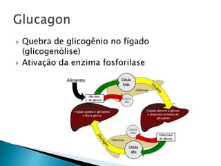    Quebra de glicogênio no fígado
    (glicogenólise)
   Ativação da enzima fosforilase
 