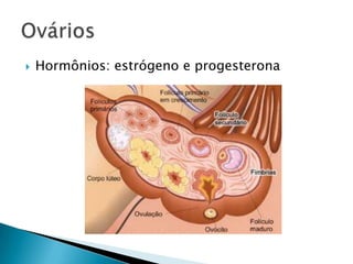    Hormônios: estrógeno e progesterona
 