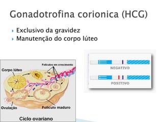    Exclusivo da gravidez
   Manutenção do corpo lúteo
 
