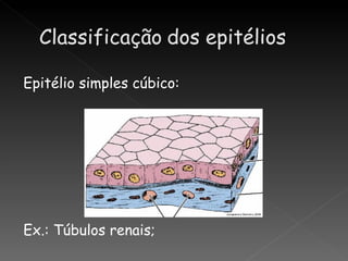 Epitélio simples cúbico:




Ex.: Túbulos renais;
 